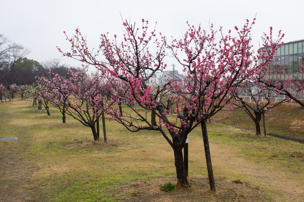 落合公園、梅、愛知県春日井市の観光・撮影スポットの画像と写真