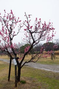 落合公園、梅、愛知県春日井市の観光・撮影スポットの画像と写真