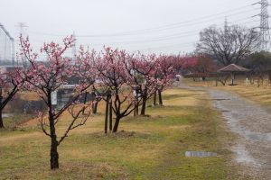 落合公園、梅、愛知県春日井市の観光・撮影スポットの画像と写真