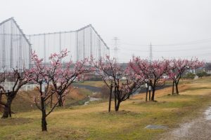 落合公園、梅、愛知県春日井市の観光・撮影スポットの画像と写真