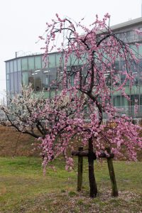 落合公園、梅、愛知県春日井市の観光・撮影スポットの画像と写真落合公園、梅、愛知県春日井市の観光・撮影スポットの画像と写真