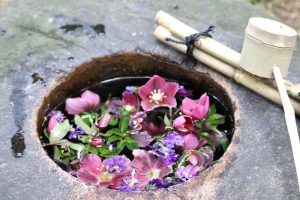 六華苑、花手水（手水舎）日本庭園、2月の冬の花、三重県桑名市の観光・撮影スポットの画像と写真
