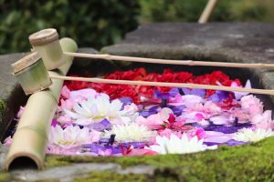 六華苑、花手水（手水舎）日本庭園、2月の冬の花、三重県桑名市の観光・撮影スポットの画像と写真