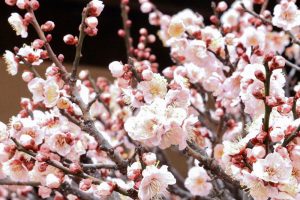 六華苑、梅、日本庭園、2月の冬の花、三重県桑名市の観光・撮影スポットの画像と写真