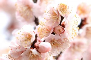 六華苑、梅、日本庭園、2月の冬の花、三重県桑名市の観光・撮影スポットの画像と写真