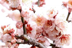 六華苑、梅、日本庭園、2月の冬の花、三重県桑名市の観光・撮影スポットの画像と写真