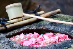 六華苑、花手水（手水舎）日本庭園、2月の冬の花、三重県桑名市の観光・撮影スポットの画像と写真