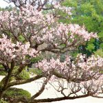 六華苑、梅、日本庭園、2月の冬の花、三重県桑名市の観光・撮影スポットの画像と写真