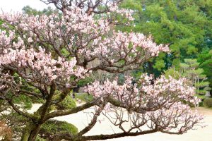 六華苑、梅、日本庭園、2月の冬の花、三重県桑名市の観光・撮影スポットの画像と写真
