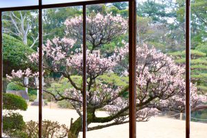 六華苑、梅、日本庭園、2月の冬の花、三重県桑名市の観光・撮影スポットの画像と写真
