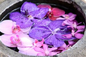 六華苑、花手水（手水舎）日本庭園、2月の冬の花、三重県桑名市の観光・撮影スポットの画像と写真