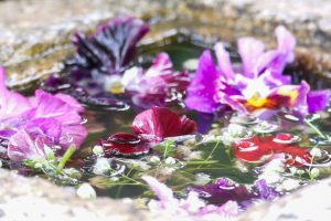 六華苑、花手水（手水舎）日本庭園、2月の冬の花、三重県桑名市の観光・撮影スポットの画像と写真六華苑、花手水（手水舎）日本庭園、2月の冬の花、三重県桑名市の観光・撮影スポットの画像と写真