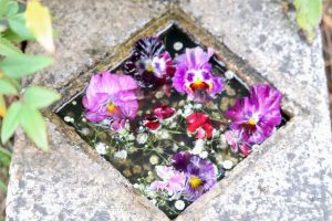 六華苑、花手水（手水舎）日本庭園、2月の冬の花、三重県桑名市の観光・撮影スポットの画像と写真