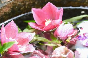 六華苑、花手水（手水舎）日本庭園、2月の冬の花、三重県桑名市の観光・撮影スポットの画像と写真