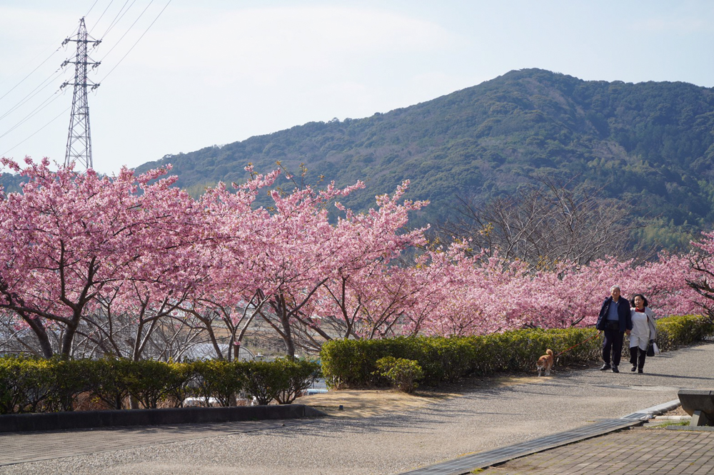 サンテパルクたはら (田原市芦ヶ池農業公園)、河津桜、２月の春の花、愛知県田原市の観光・撮影スポットの画像と写真