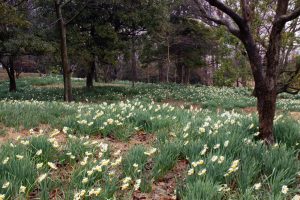 四季の森、水仙、春の花、愛知県小牧市の観光・撮影スポットの画像と写真