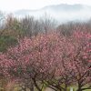 四季の森、梅、春の花、愛知県小牧市の観光・撮影スポットの画像と写真