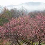 四季の森、梅、春の花、愛知県小牧市の観光・撮影スポットの画像と写真