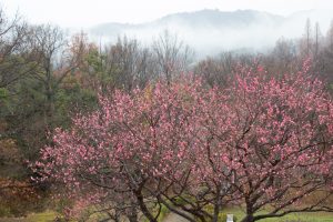 四季の森、梅、春の花、愛知県小牧市の観光・撮影スポットの画像と写真