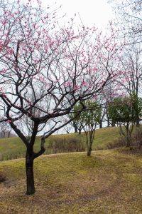 四季の森、梅、春の花、愛知県小牧市の観光・撮影スポットの画像と写真
