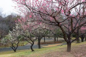 四季の森、梅、春の花、愛知県小牧市の観光・撮影スポットの画像と写真