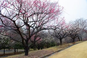 四季の森、梅、春の花、愛知県小牧市の観光・撮影スポットの画像と写真