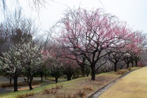 四季の森、梅、春の花、愛知県小牧市の観光・撮影スポットの画像と写真
