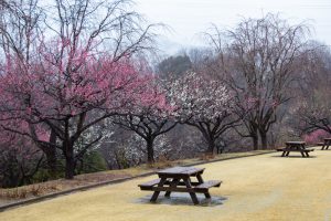 四季の森、梅、春の花、愛知県小牧市の観光・撮影スポットの画像と写真