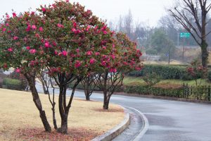 四季の森、サザンカ、春の花、愛知県小牧市の観光・撮影スポットの画像と写真