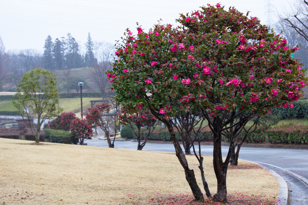 四季の森、ツバキ、春の花、愛知県小牧市の観光・撮影スポットの画像と写真