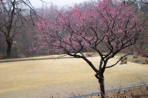 四季の森、梅、春の花、愛知県小牧市の観光・撮影スポットの画像と写真