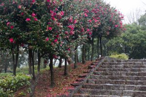四季の森、サザンカ、春の花、愛知県小牧市の観光・撮影スポットの画像と写真