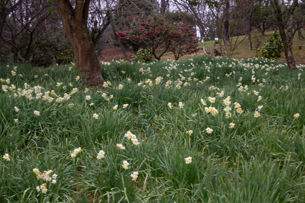 四季の森、水仙、春の花、愛知県小牧市の観光・撮影スポットの画像と写真