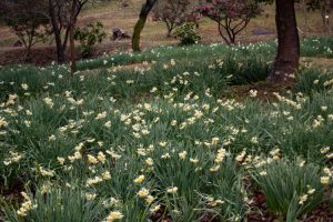 四季の森、水仙、春の花、愛知県小牧市の観光・撮影スポットの画像と写真