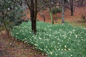 四季の森、水仙、春の花、愛知県小牧市の観光・撮影スポットの画像と写真