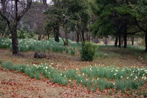 四季の森、水仙、春の花、愛知県小牧市の観光・撮影スポットの画像と写真
