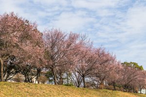 庄内緑地公園、寒桜、2月冬の花、名古屋市西区の観光・撮影スポットの画像と写真