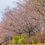 庄内緑地公園、寒桜、2月冬の花、名古屋市西区の観光・撮影スポットの画像と写真
