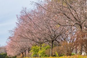 庄内緑地公園、寒桜、2月冬の花、名古屋市西区の観光・撮影スポットの画像と写真