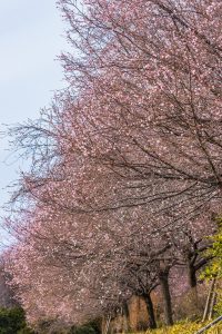 庄内緑地公園、寒桜、2月冬の花、名古屋市西区の観光・撮影スポットの画像と写真