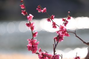 徳川園、梅、2月の冬の花、名古屋市東区の観光・撮影スポットの画像と写真