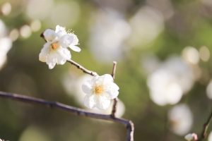 徳川園、梅、2月の冬の花、名古屋市東区の観光・撮影スポットの画像と写真