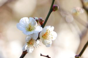 徳川園、梅、2月の冬の花、名古屋市東区の観光・撮影スポットの画像と写真