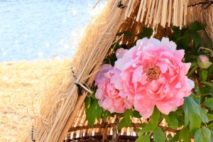 徳川園、牡丹、2月の冬の花、名古屋市東区の観光・撮影スポットの画像と写真
