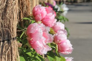 徳川園、牡丹、2月の冬の花、名古屋市東区の観光・撮影スポットの画像と写真