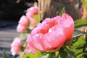 徳川園、牡丹、2月の冬の花、名古屋市東区の観光・撮影スポットの画像と写真