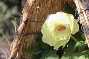 徳川園、牡丹、2月の冬の花、名古屋市東区の観光・撮影スポットの画像と写真
