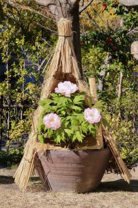 徳川園、牡丹、2月の冬の花、名古屋市東区の観光・撮影スポットの画像と写真