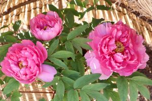 徳川園、牡丹、2月の冬の花、名古屋市東区の観光・撮影スポットの画像と写真