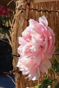徳川園、牡丹、2月の冬の花、名古屋市東区の観光・撮影スポットの画像と写真